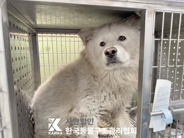 보호중 믹스견의 가…